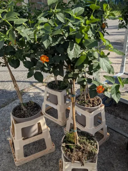 LANTANA-SUR-TIGE 29€ LANTANA-SUR-TIGE 29€