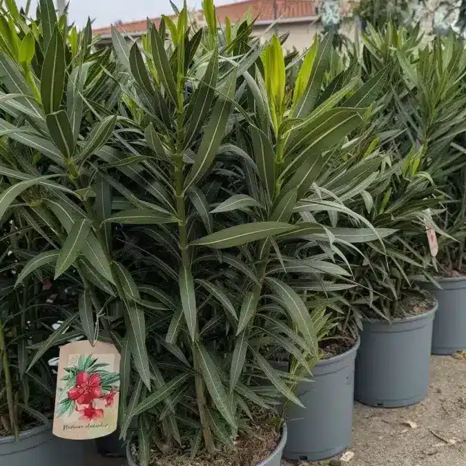 LAURIER-ROSE- x1=36€ et x5 et plus 29€ l'unité LAURIER-ROSE- x1=36€ et x5 et plus 29€ l'unité