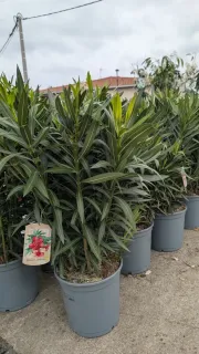 LAURIER-ROSE- x1=36€ et x5 et plus 29€ l'unité