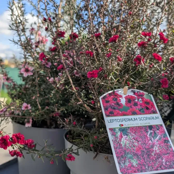 LEPTOSPERMUM LEPTOSPERMUM