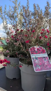 LEPTOSPERMUM