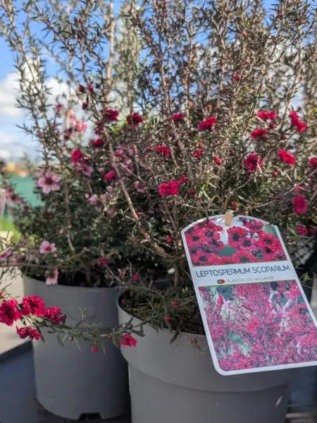 LEPTOSPERMUM LEPTOSPERMUM