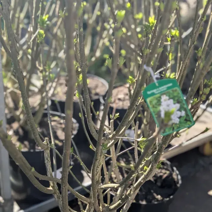 LILAS-BLANC et PARME Dispo 39€ ou 69€ LILAS-BLANC et PARME Dispo 39€ ou 69€