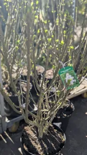 LILAS-BLANC et PARME Dispo 39€ ou 69€