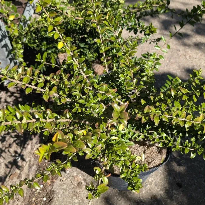 LONICERA-MAGRUM 8€50 LONICERA-MAGRUM 8€50