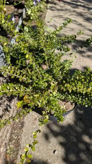 LONICERA-MAGRUM  8€50