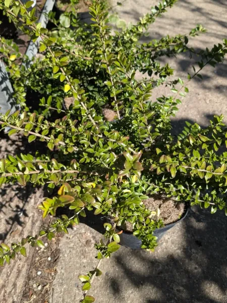 LONICERA-MAGRUM 8€50 LONICERA-MAGRUM 8€50