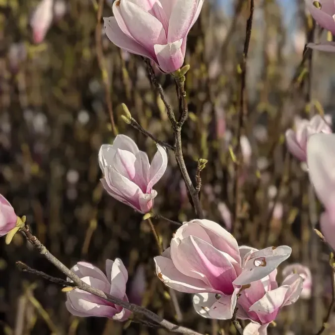 MAGNOLIA-SOULANGEANA 69€ MAGNOLIA-SOULANGEANA 69€