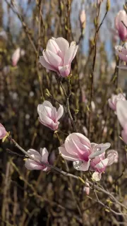 MAGNOLIA-SOULANGEANA 69€