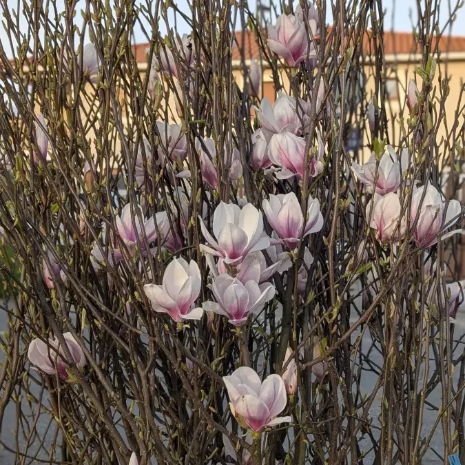 MAGNOLIA-SOULENGEANA MAGNOLIA-SOULENGEANA