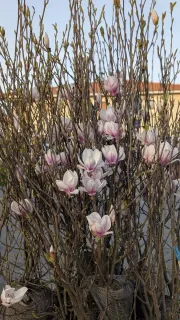 MAGNOLIA-SOULENGEANA