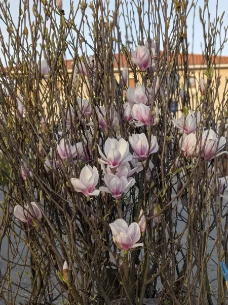 MAGNOLIA-SOULENGEANA MAGNOLIA-SOULENGEANA