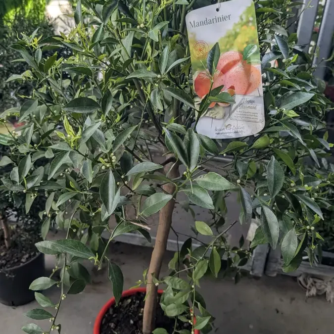 MANDARINIER-XL 89€ MANDARINIER-XL 89€