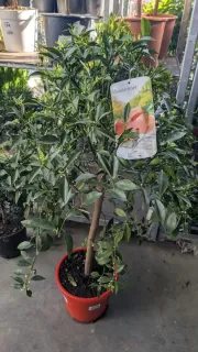 MANDARINIER-XL  89€