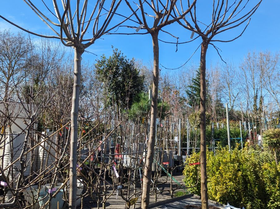 murier-platane-sans fruit 69€ murier-platane-sans fruit 69€