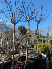 murier-platane-sans fruit  69€