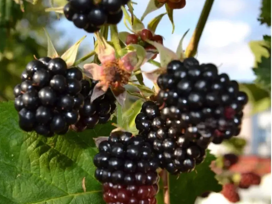 Murier-sans-epine-Gros-fruits 16€ Murier-sans-epine-Gros-fruits 16€