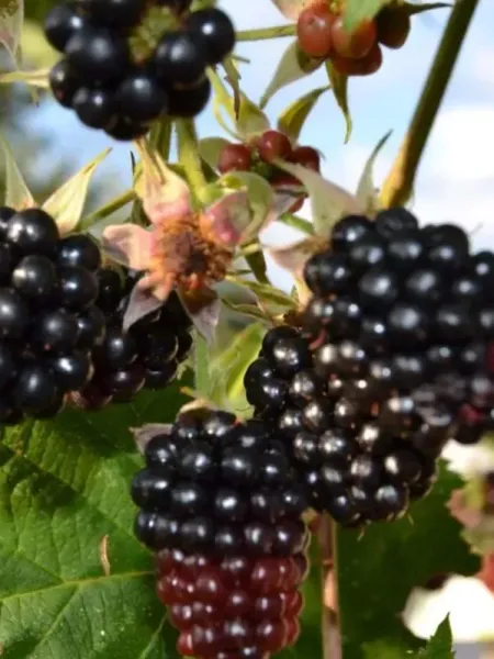 Murier-sans-epine-Gros-fruits 16€ Murier-sans-epine-Gros-fruits 16€