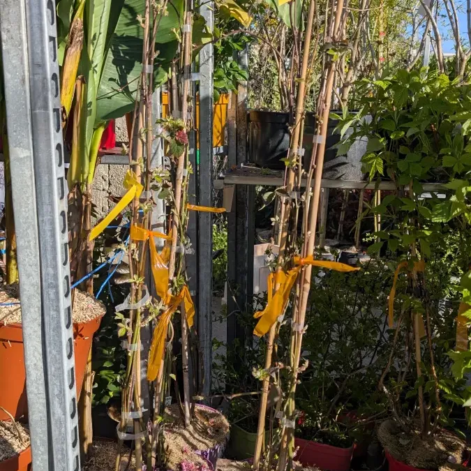 Murier-sans-epine-Gros-fruits 16€ Murier-sans-epine-Gros-fruits 16€