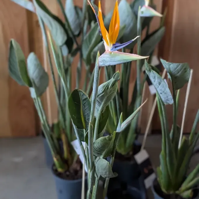 OISEAU-DU-PARADIS-STRELIZIA REGINAE AVEC FLEURS Dès 49€/59€/69€ OISEAU-DU-PARADIS-STRELIZIA REGINAE AVEC FLEURS Dès 49€/59€/69€