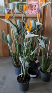 OISEAU-DU-PARADIS-STRELIZIA REGINAE AVEC FLEURS Dès 49€/59€/69€