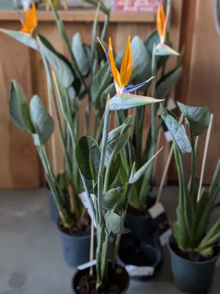 OISEAU-DU-PARADIS-STRELIZIA REGINAE AVEC FLEURS Dès 49€/59€/69€ OISEAU-DU-PARADIS-STRELIZIA REGINAE AVEC FLEURS Dès 49€/59€/69€