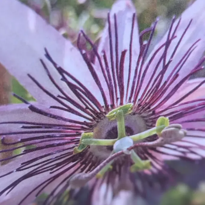 PASSIFLORE-VIOLETTE Variété Extra 25€ PASSIFLORE-VIOLETTE Variété Extra 25€