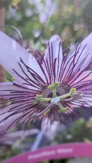 PASSIFLORE-VIOLETTE Variété Extra 25€
