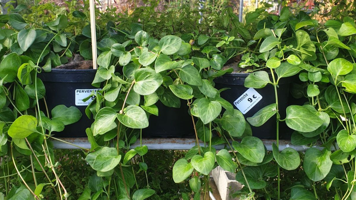 PERVENCHE PANACHÉ 9€50 PERVENCHE PANACHÉ 9€50