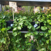 PERVENCHE  PANACHÉ 9€50