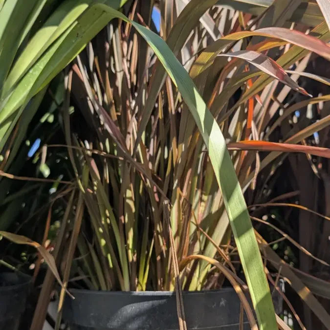 PHORMIUM-TENAX- ROSEUM 49€ PHORMIUM-TENAX- ROSEUM 49€