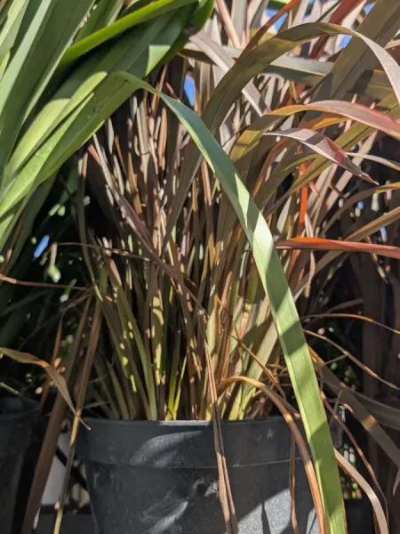 PHORMIUM-TENAX- ROSEUM 49€ PHORMIUM-TENAX- ROSEUM 49€