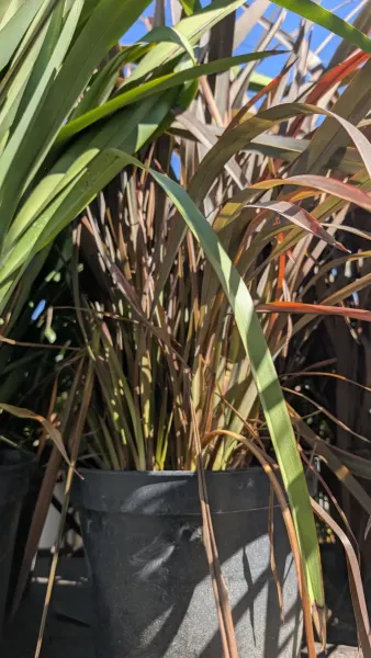 PHORMIUM-TENAX- ROSEUM 49€