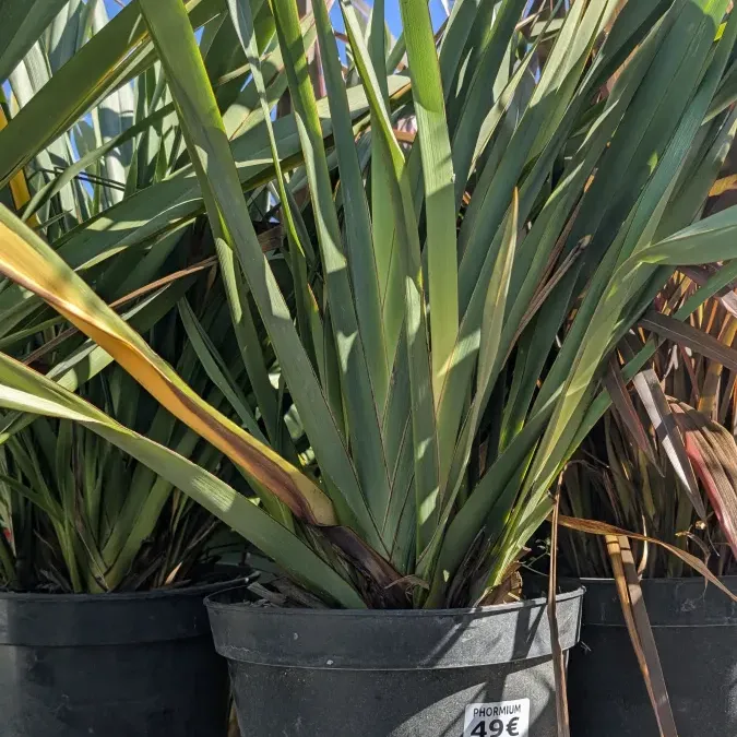 PHORMIUM-TENAX-GREEN 49€ PHORMIUM-TENAX-GREEN 49€