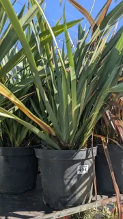 PHORMIUM-TENAX-GREEN 49€