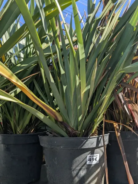 PHORMIUM-TENAX-GREEN 49€ PHORMIUM-TENAX-GREEN 49€