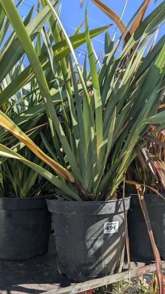PHORMIUM-TENAX-GREEN 49€