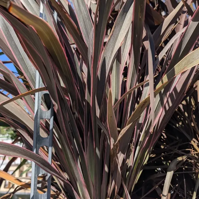 PHORMIUM-TENAX CUIVRE 49€ PHORMIUM-TENAX CUIVRE 49€