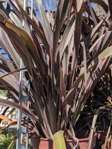 PHORMIUM-TENAX CUIVRE 49€ PHORMIUM-TENAX CUIVRE 49€