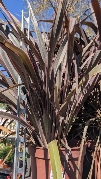 PHORMIUM-TENAX CUIVRE 49€