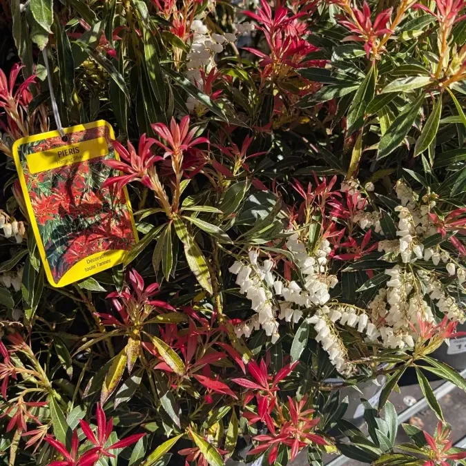 PIERRIS-JAPONICA 16€ PIERRIS-JAPONICA 16€