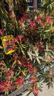 PIERRIS-JAPONICA  16€