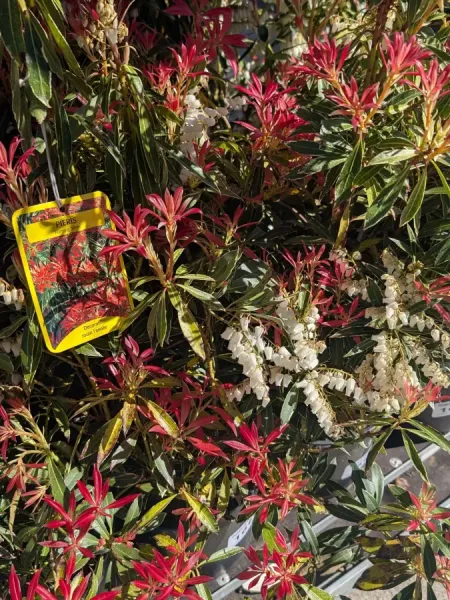 PIERRIS-JAPONICA 16€ PIERRIS-JAPONICA 16€