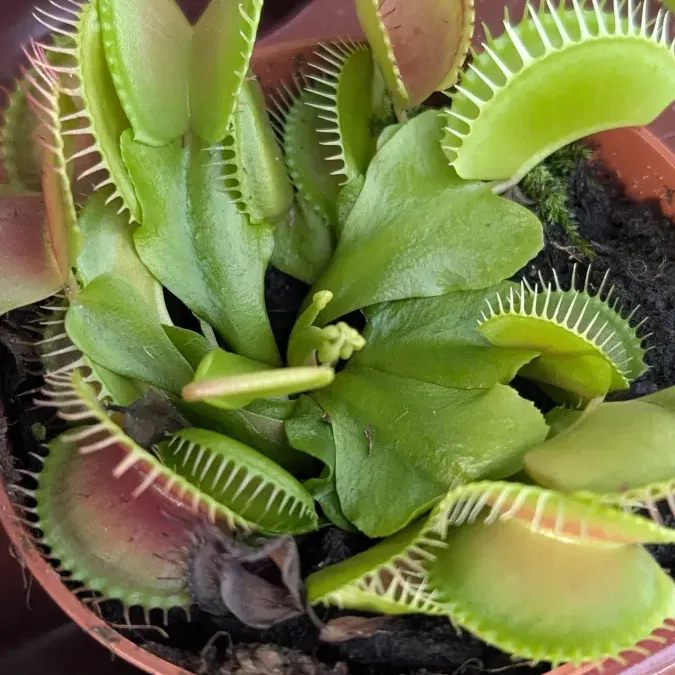 PLANTE-CARNIVORE PLANTE-CARNIVORE