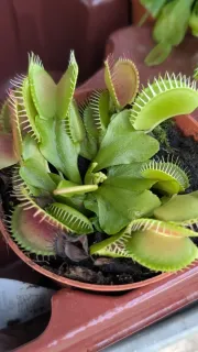 PLANTE-CARNIVORE
