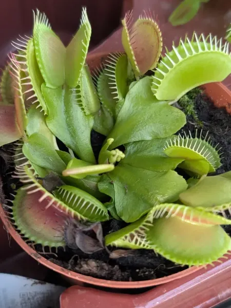 PLANTE-CARNIVORE PLANTE-CARNIVORE
