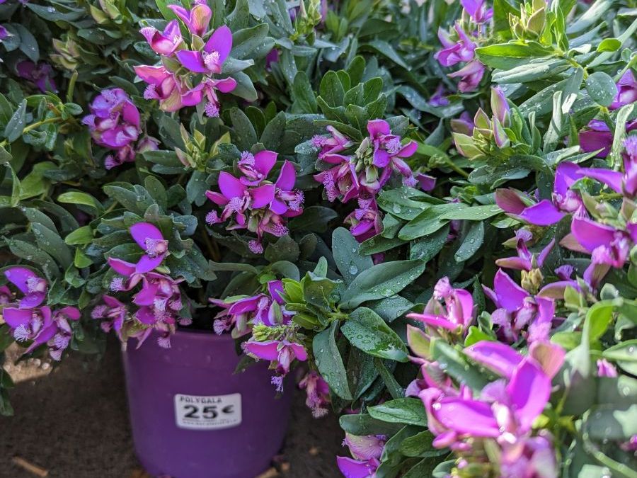 POLYGALA 25€ POLYGALA 25€