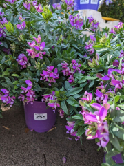 POLYGALA 25€