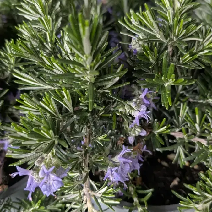 ROMARIN-RAMPANT 3€05 ROMARIN-RAMPANT 3€05