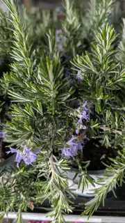 ROMARIN-RAMPANT 3€05